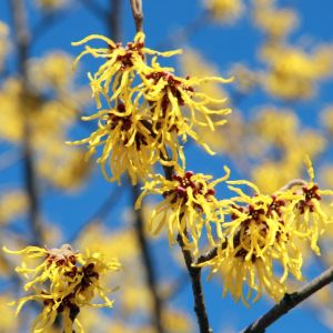 Witch Hazel Distillate - Non Alcoholic