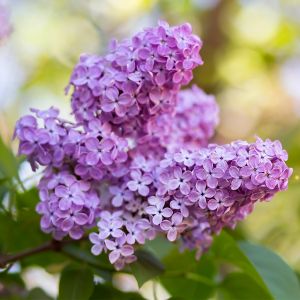 Lilac in Bloom Fragrance Oil